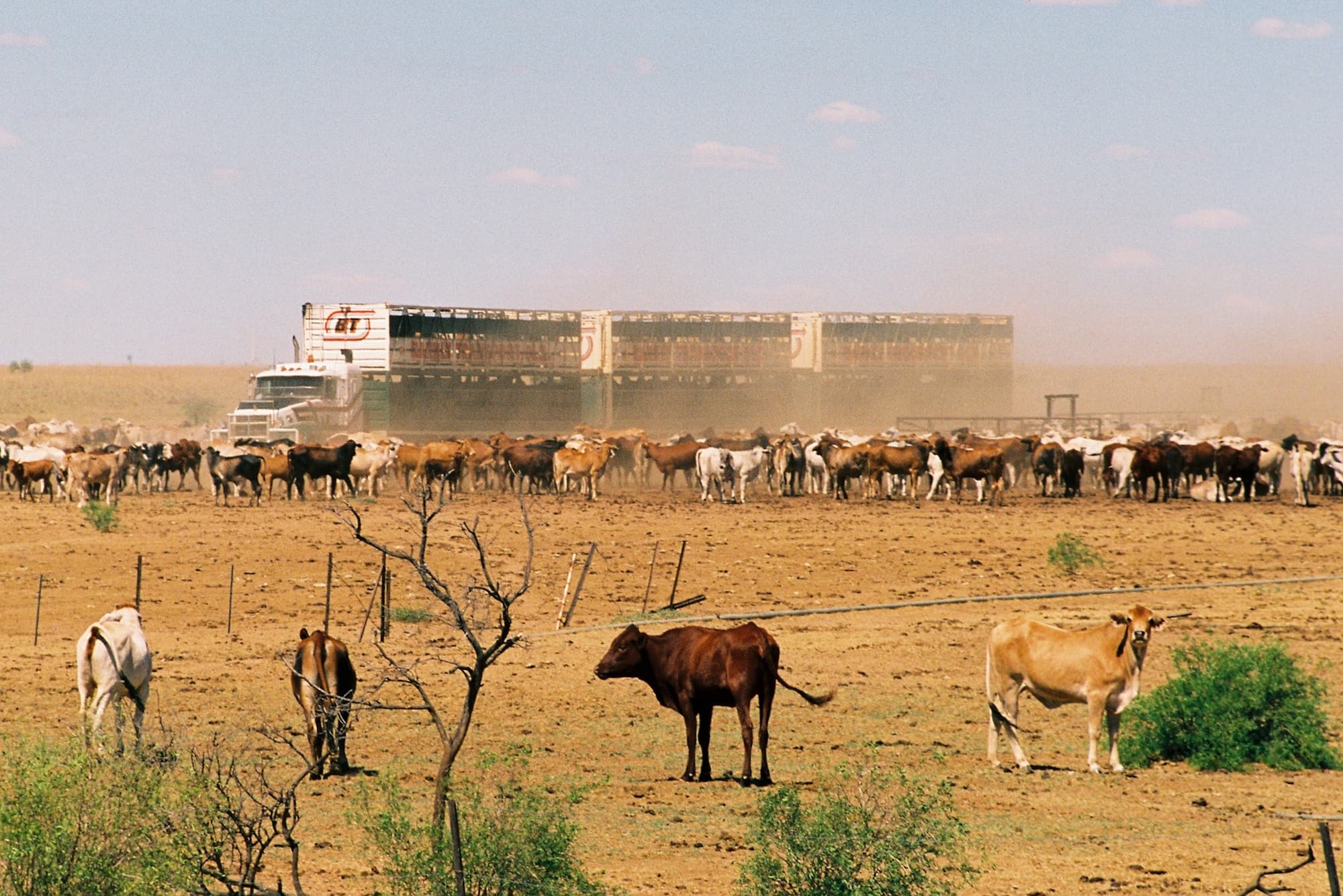 Road Train transporting cattle © Hans Boessum