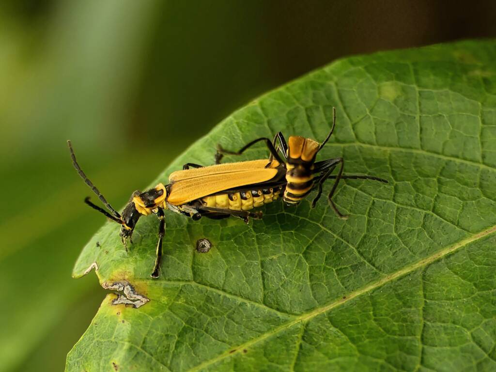 Chauliognathus flavipennis (Yellow Soldier Beetle), Gold Coast QLD © Stefan Jones