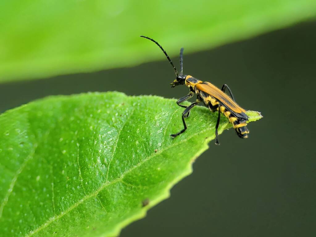 Chauliognathus flavipennis (Yellow Soldier Beetle), Gold Coast QLD © Stefan Jones