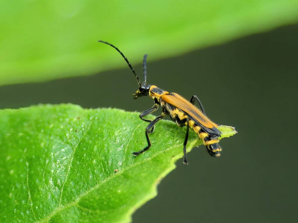 Chauliognathus flavipennis (Yellow Soldier Beetle), Gold Coast QLD © Stefan Jones