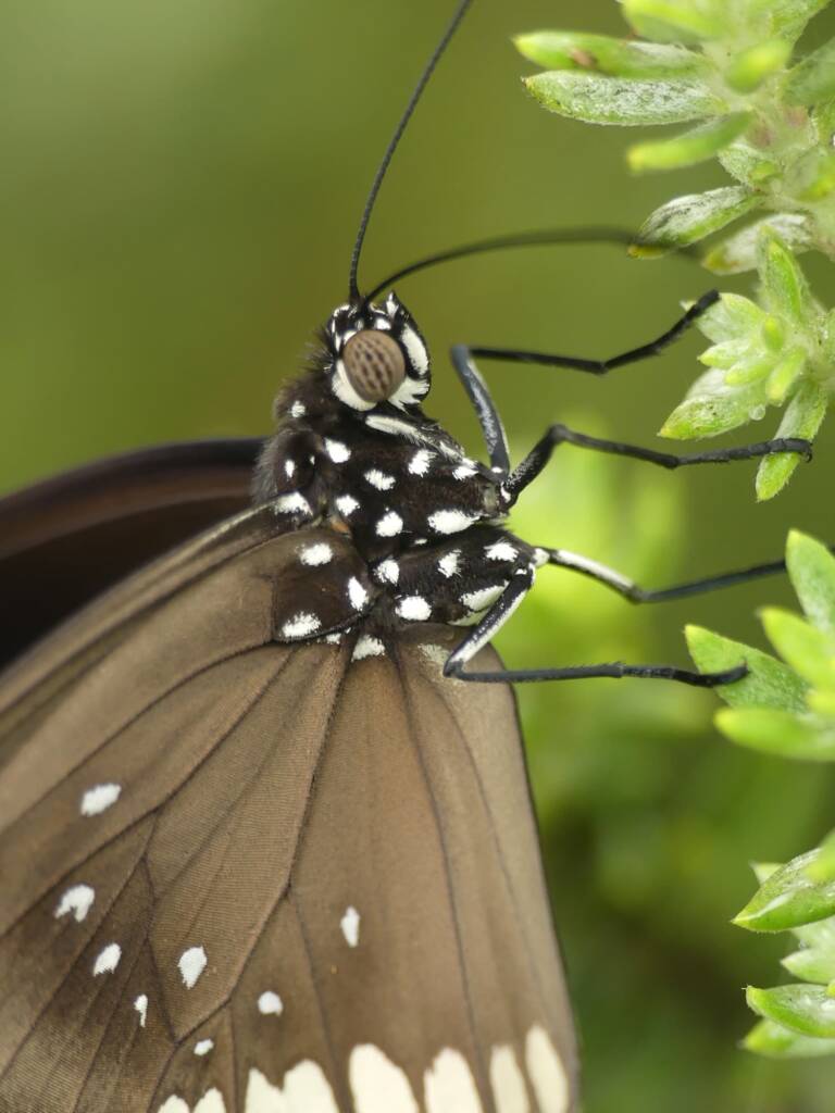 Common Crow (Euploea core), Gold Coast QLD © Stefan Jones