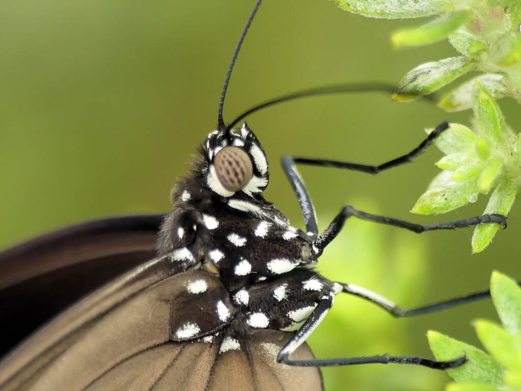 Common Crow (Euploea core), Gold Coast QLD © Stefan Jones