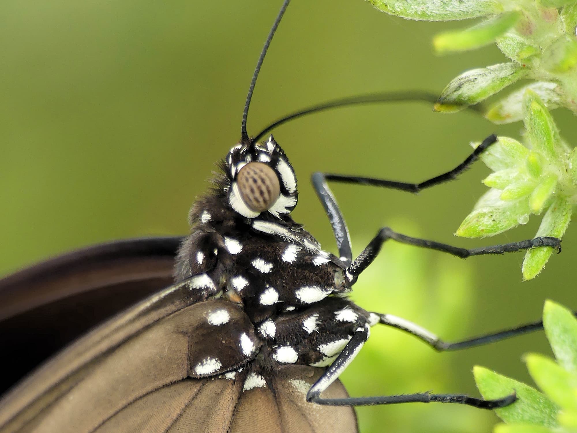 Common Crow (Euploea core), Gold Coast QLD © Stefan Jones