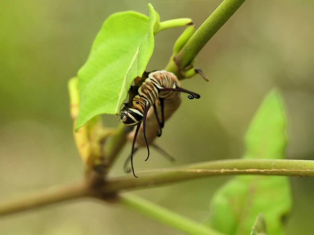 Common Crow (Euploea core) caterpillar, Gold Coast QLD © Stefan Jones