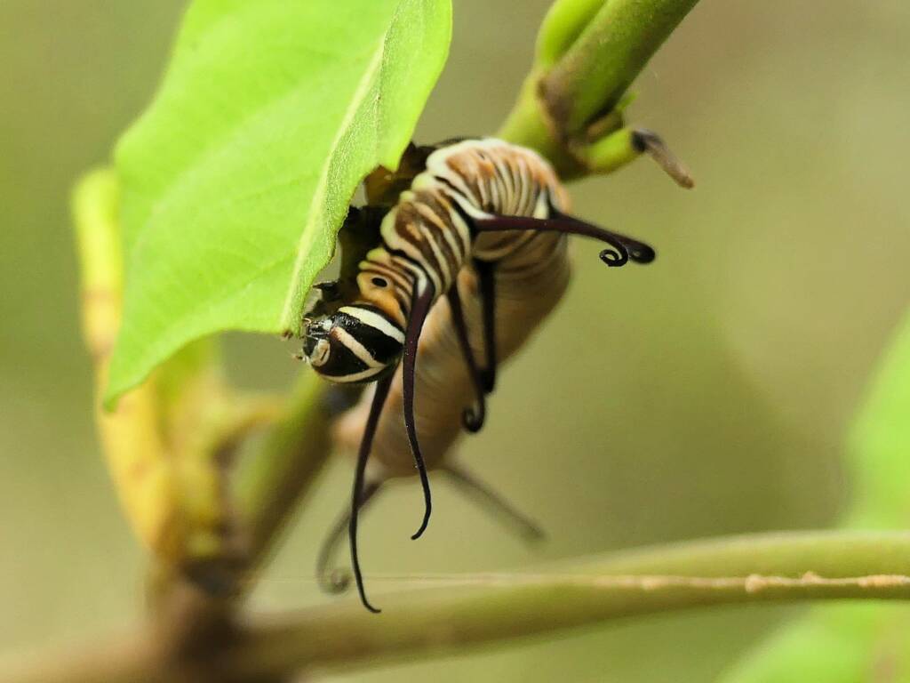 Common Crow (Euploea core) caterpillar, Gold Coast QLD © Stefan Jones