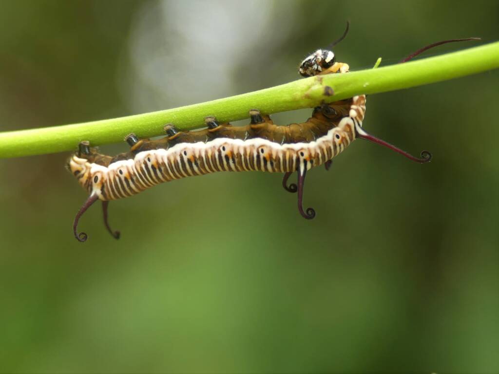 Common Crow (Euploea core) caterpillar, Gold Coast QLD © Stefan Jones