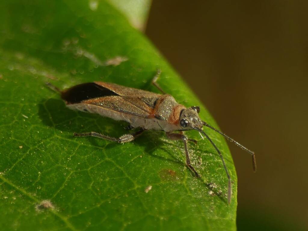 Common Milkweed Bug (Arocatus rusticus), Gold Coast QLD © Stefan Jones