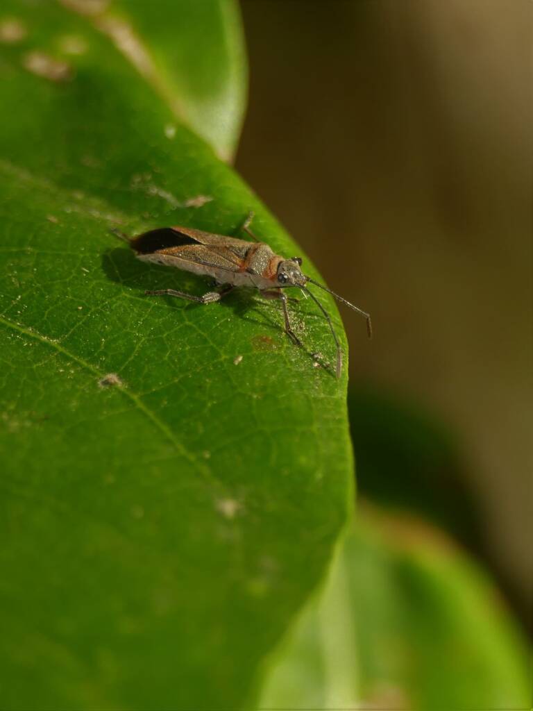 Common Milkweed Bug (Arocatus rusticus), Gold Coast QLD © Stefan Jones