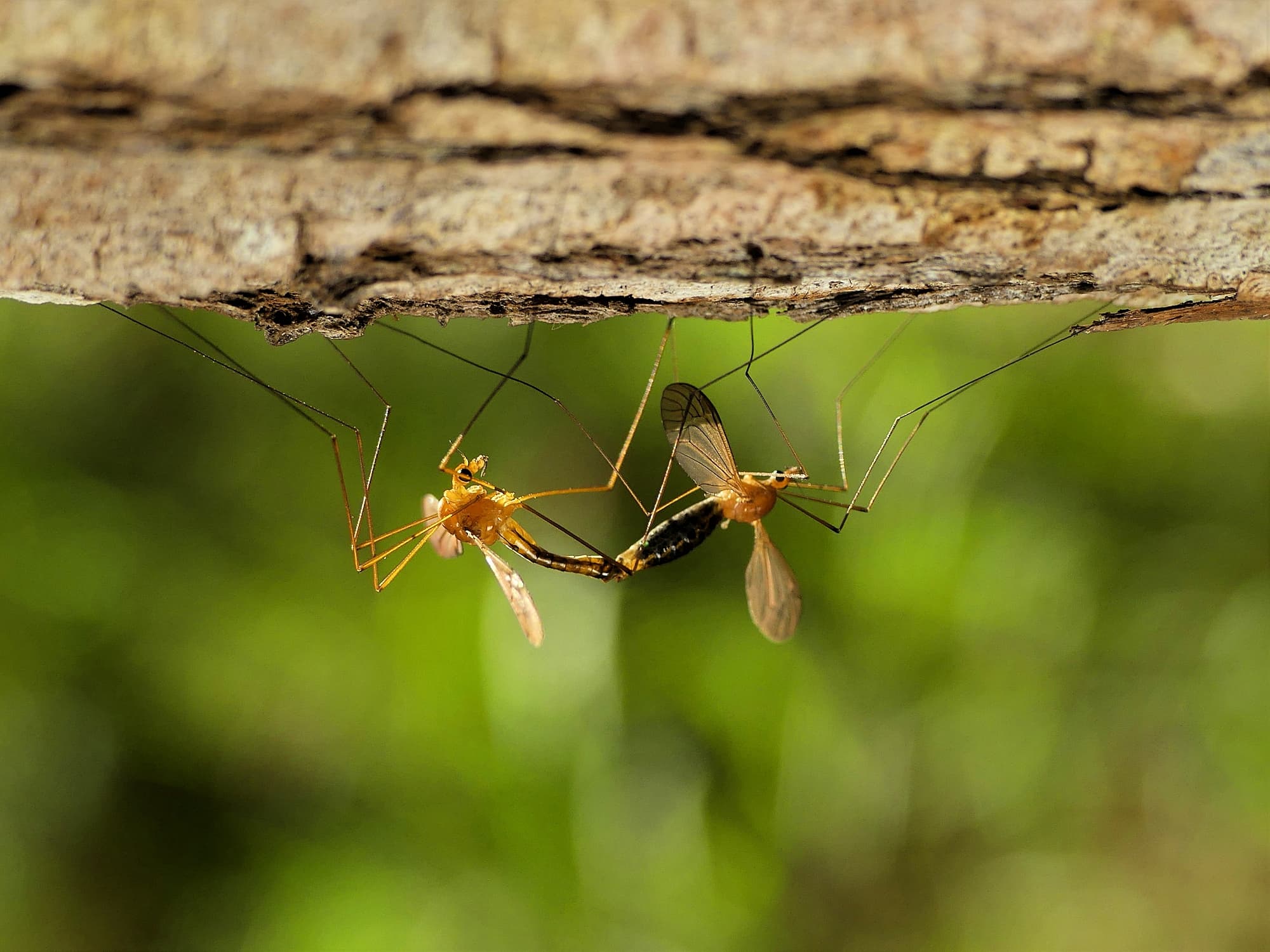 Large Crane Flies (family Tipulidae), Gold Coast QLD © Stefan Jones