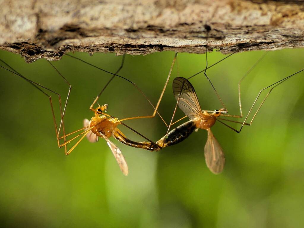 Large Crane Flies (family Tipulidae), Gold Coast QLD © Stefan Jones