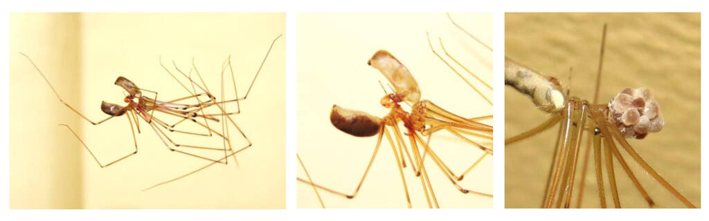 Daddy Long-legs Spider, (NATURA Issue 11) © Deb Taylor
