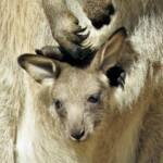 Eastern Grey Kangaroo (Macropus giganteus), Wallaga Lake NSW © Deb Taylor