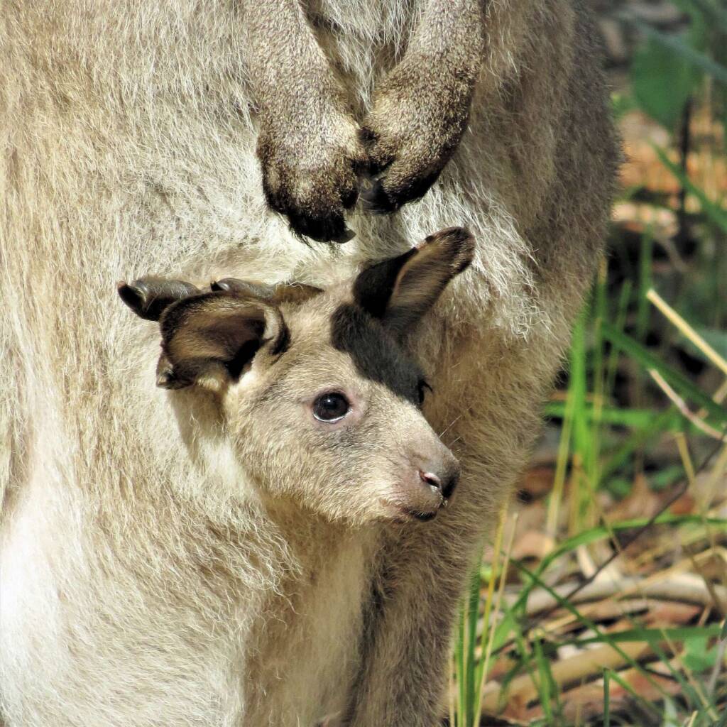 Eastern Grey Kangaroo (Macropus giganteus), Wallaga Lake NSW © Deb Taylor