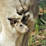 Eastern Grey Kangaroo (Macropus giganteus), Wallaga Lake NSW © Deb Taylor