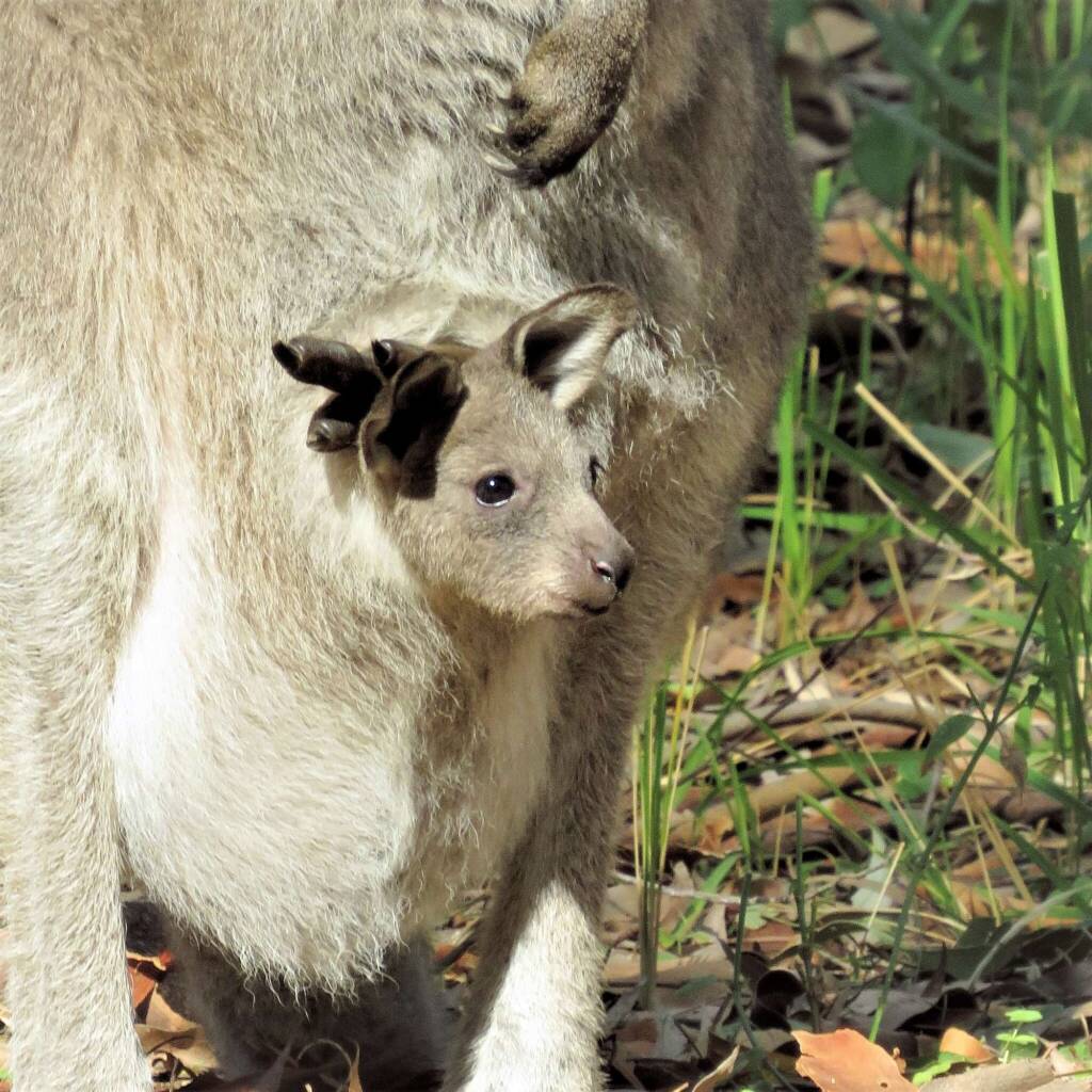 Eastern Grey Kangaroo (Macropus giganteus), Wallaga Lake NSW © Deb Taylor