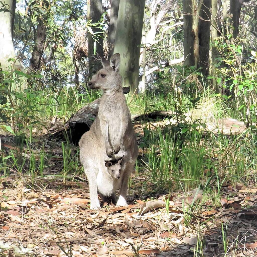 Eastern Grey Kangaroo (Macropus giganteus), Wallaga Lake NSW © Deb Taylor