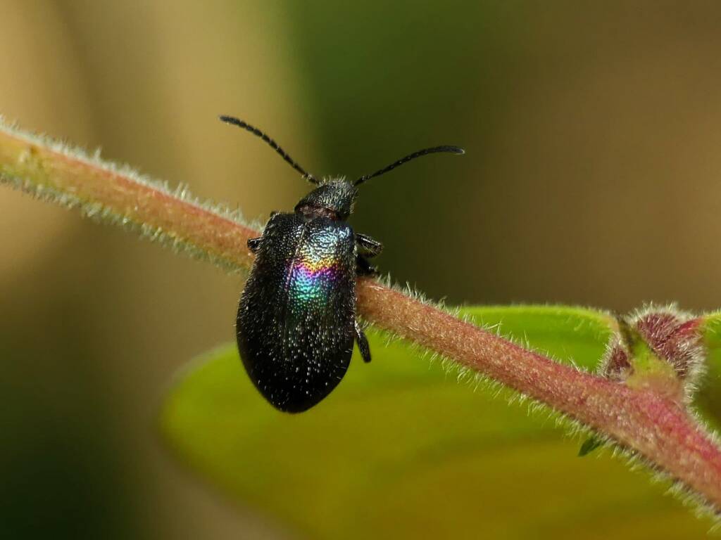 Darkling Beetle (Ecnolagria aurofasciata), Gold Coast QLD © Stefan Jones