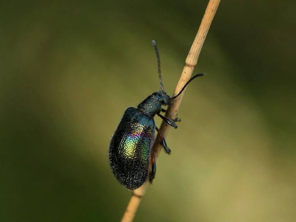 Darkling Beetle (Ecnolagria aurofasciata), Gold Coast QLD © Stefan Jones