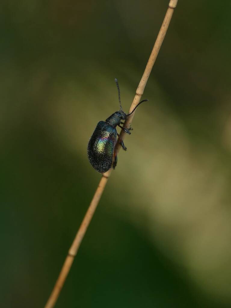 Darkling Beetle (Ecnolagria aurofasciata), Gold Coast QLD © Stefan Jones