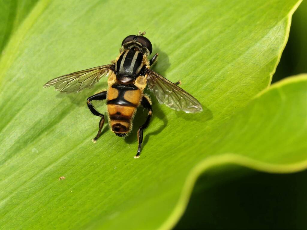 Drone Fly (Eristalinus sp), Gold Coast QLD © Stefan Jones