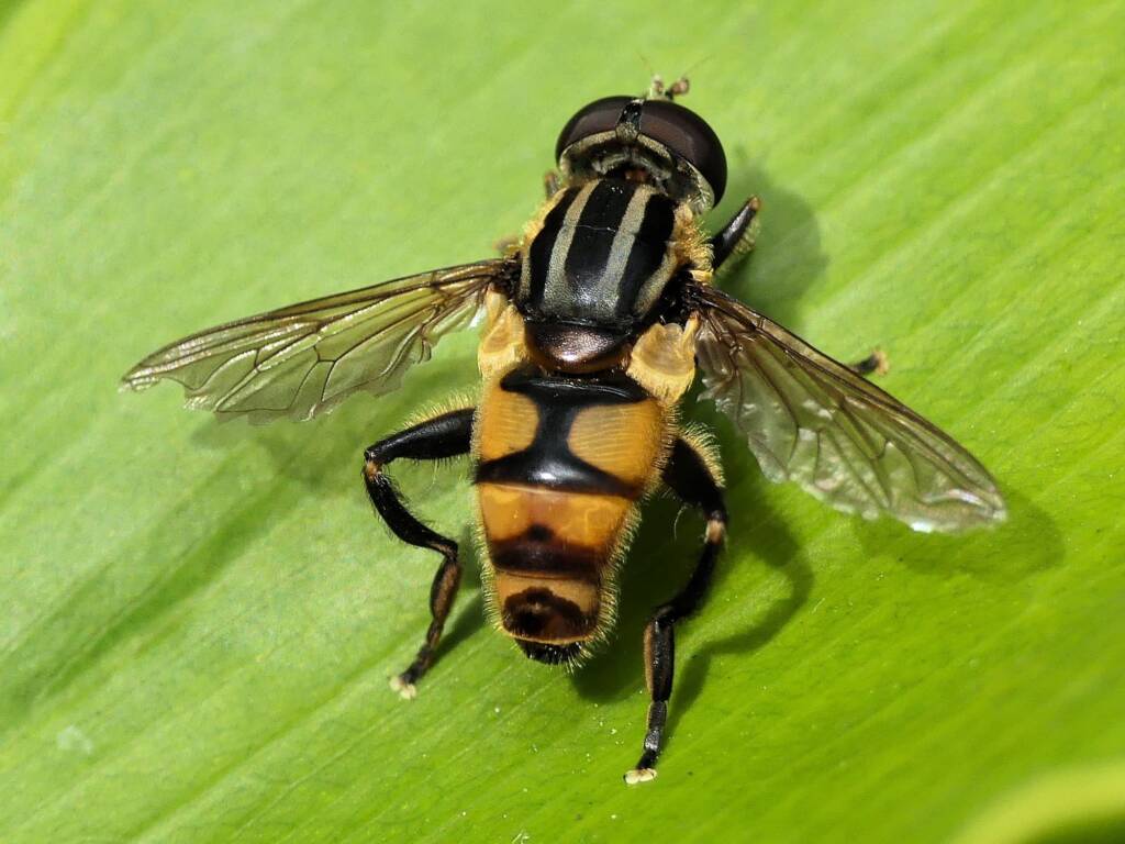 Drone Fly (Eristalinus sp), Gold Coast QLD © Stefan Jones