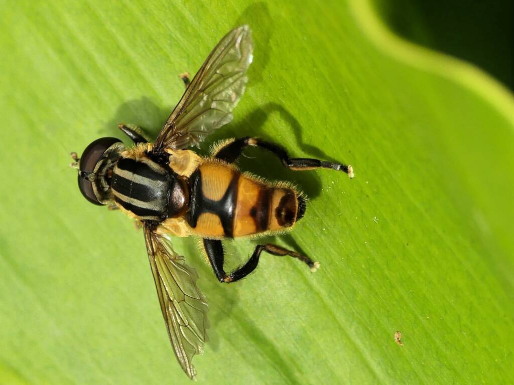 Drone Fly (Eristalinus sp), Gold Coast QLD © Stefan Jones