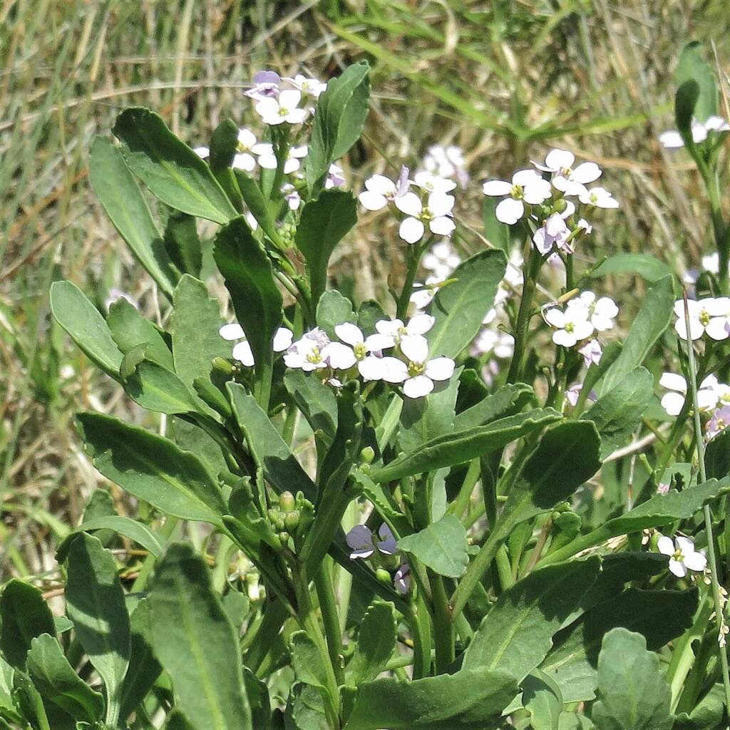 European Searocket (Cakile maritima), (NATURA Issue 11) © Deb Taylor