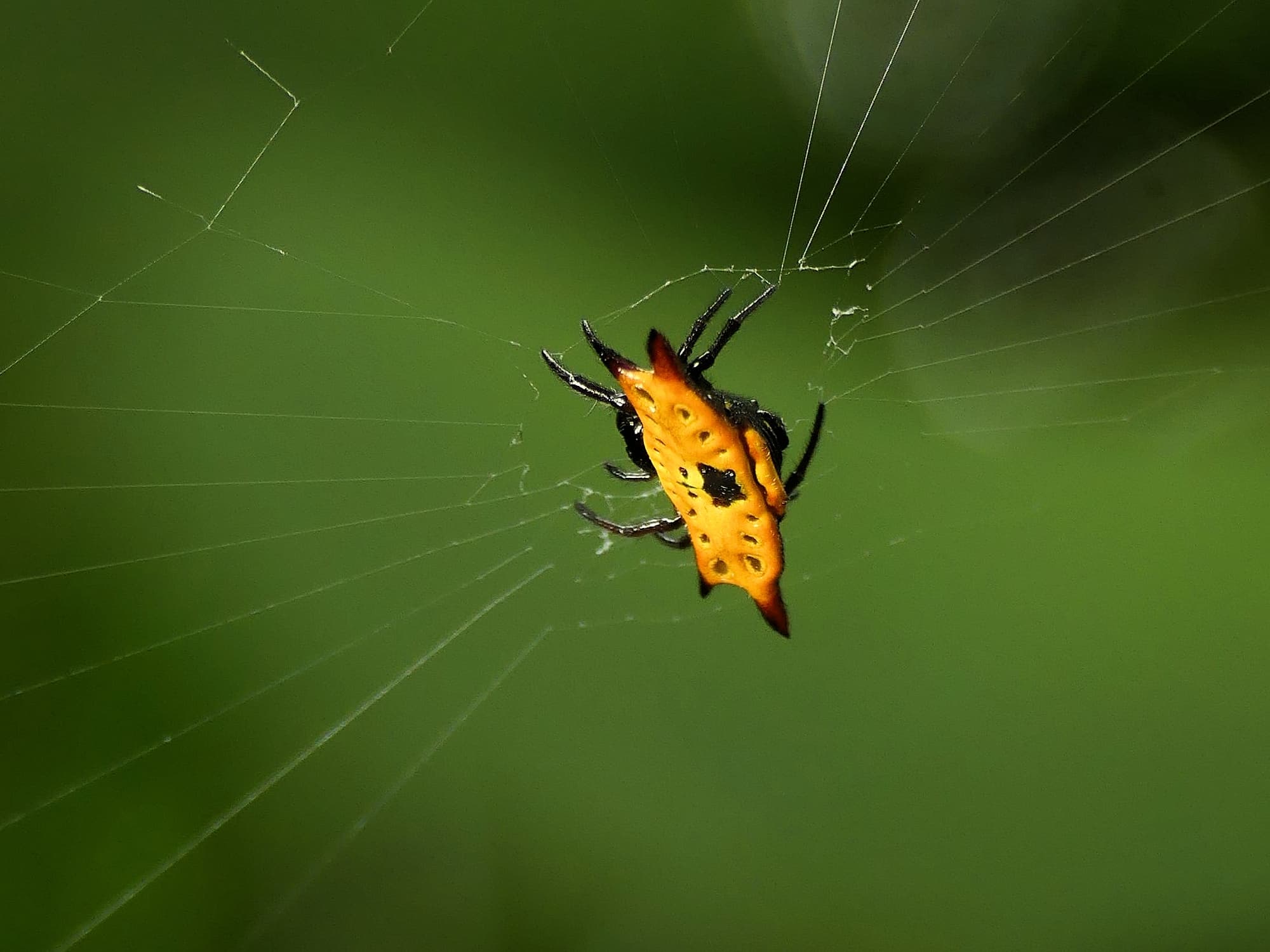 Gasteracantha quadrispinosa (Four-spined Spiny Orbweaver), Gold Coast QLD © Stefan Jones