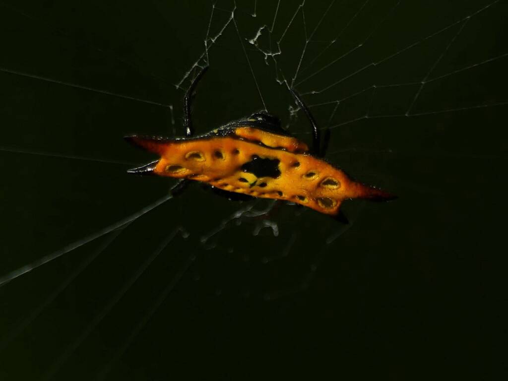 Gasteracantha quadrispinosa (Four-spined Spiny Orbweaver), Gold Coast QLD © Stefan Jones