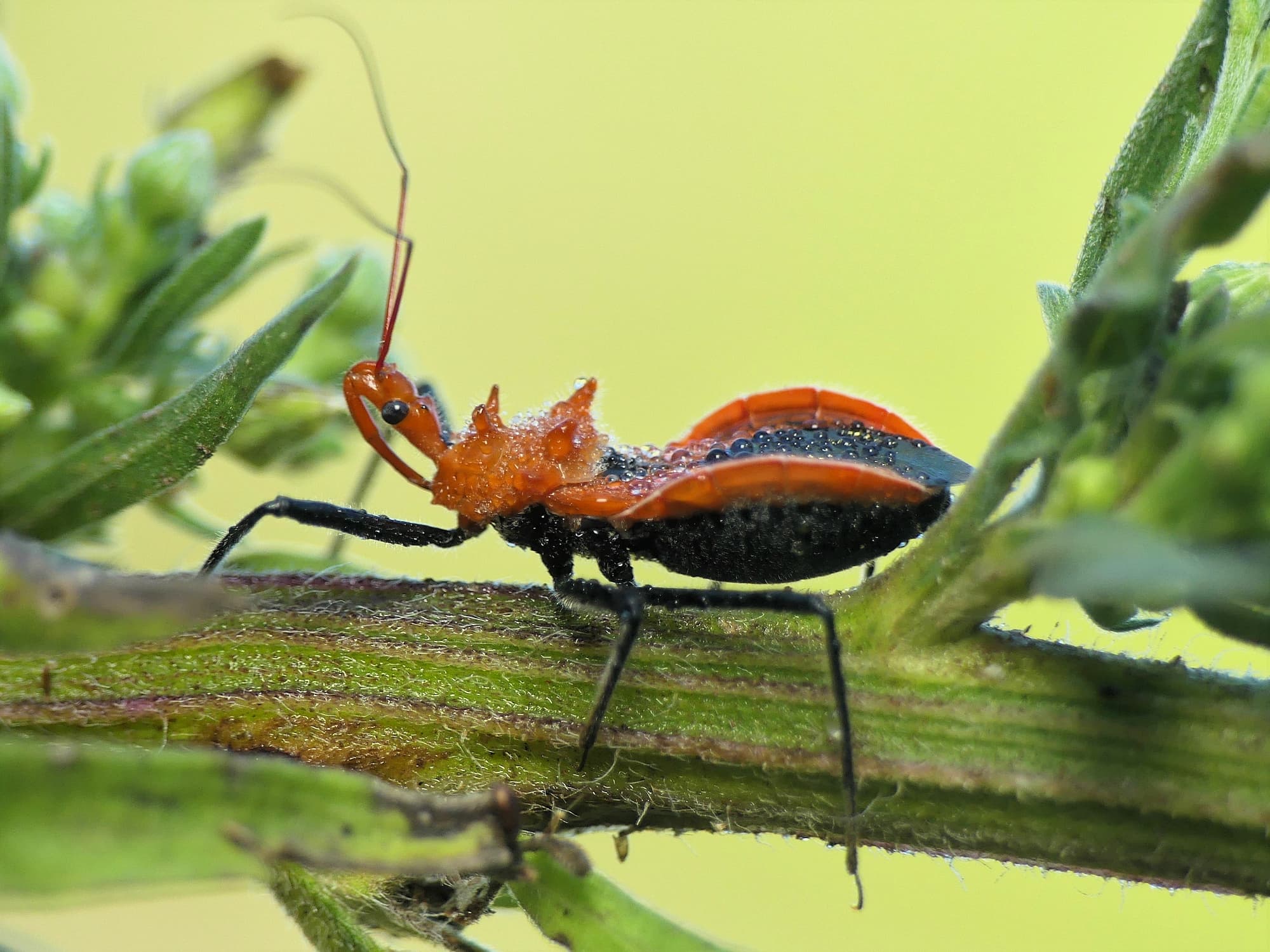 Orange Assassin Bug (Gminatus australis), Gold Coast QLD © Stefan Jones