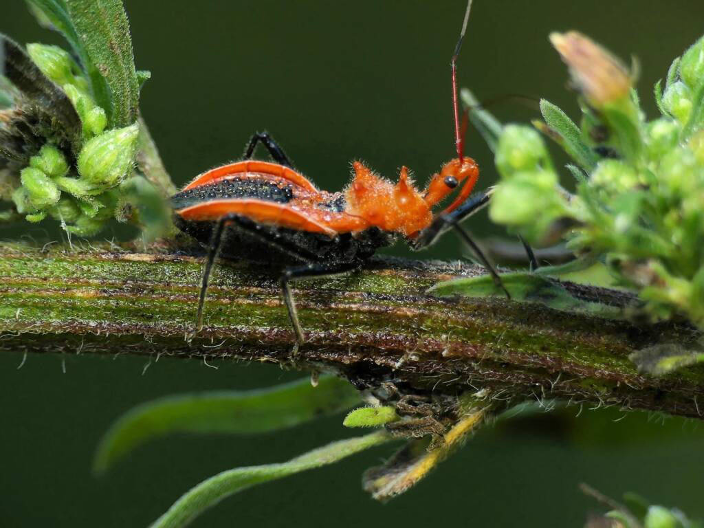 Orange Assassin Bug (Gminatus australis), Gold Coast QLD © Stefan Jones