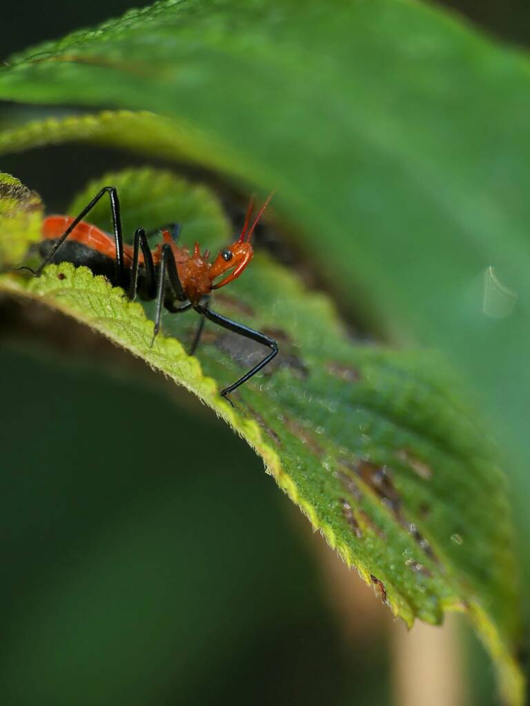 Orange Assassin Bug (Gminatus australis), Gold Coast QLD © Stefan Jones