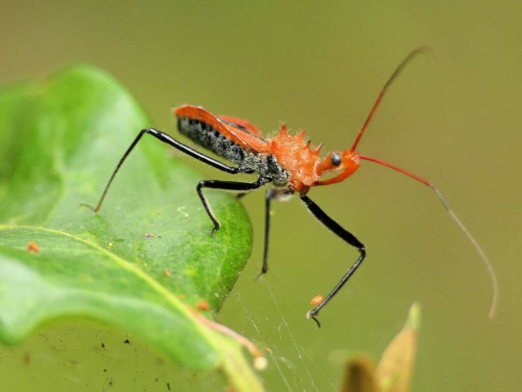 Orange Assassin Bug (Gminatus australis), Gold Coast QLD © Stefan Jones