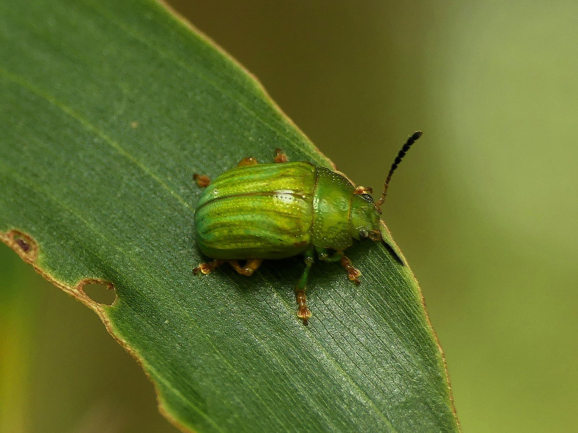 Green Strip Leaf Beetle (Calomela pallida), Gold Coast QLD © Stefan Jones