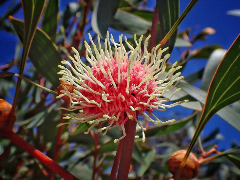 Hakea laurina (Pincushion Hakea or Kojet), Stirling Range National Park WA © Terry Dunham
