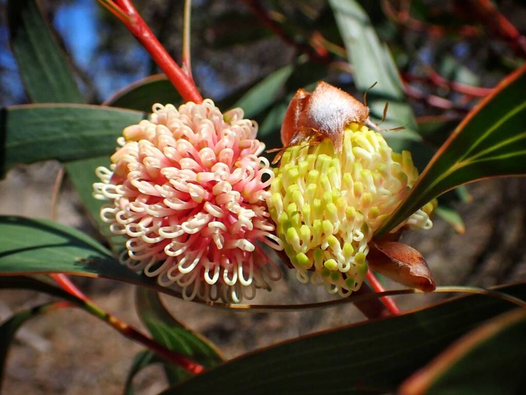 Hakea laurina (Pincushion Hakea or Kojet), Stirling Range National Park WA © Terry Dunham