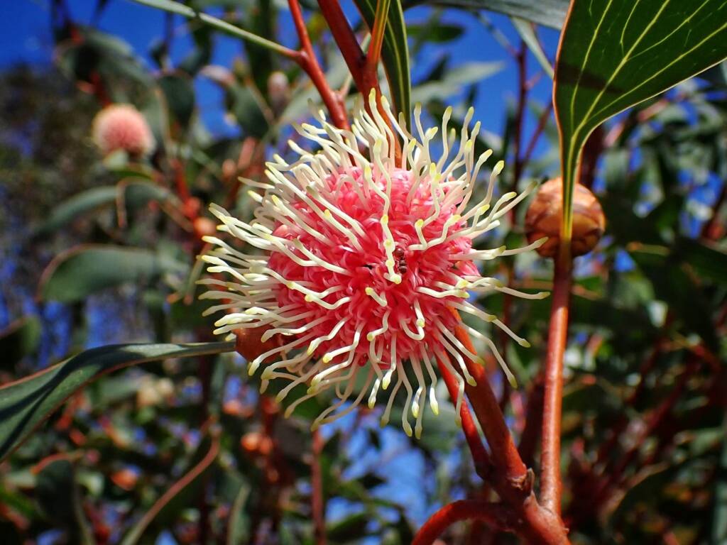 Hakea laurina (Pincushion Hakea or Kojet), Stirling Range National Park WA © Terry Dunham