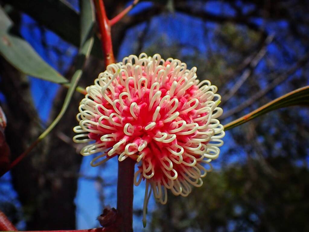 Hakea laurina (Pincushion Hakea or Kojet), Stirling Range National Park WA © Terry Dunham