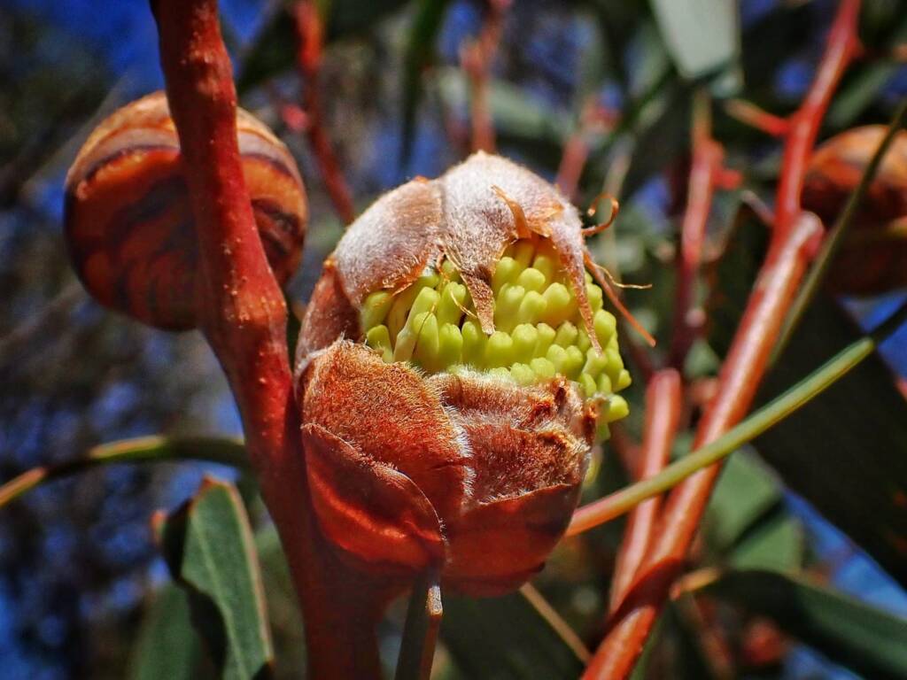 Hakea laurina (Pincushion Hakea or Kojet), Stirling Range National Park WA © Terry Dunham