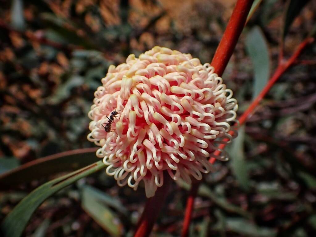 Hakea laurina (Pincushion Hakea or Kojet), Stirling Range National Park WA © Terry Dunham