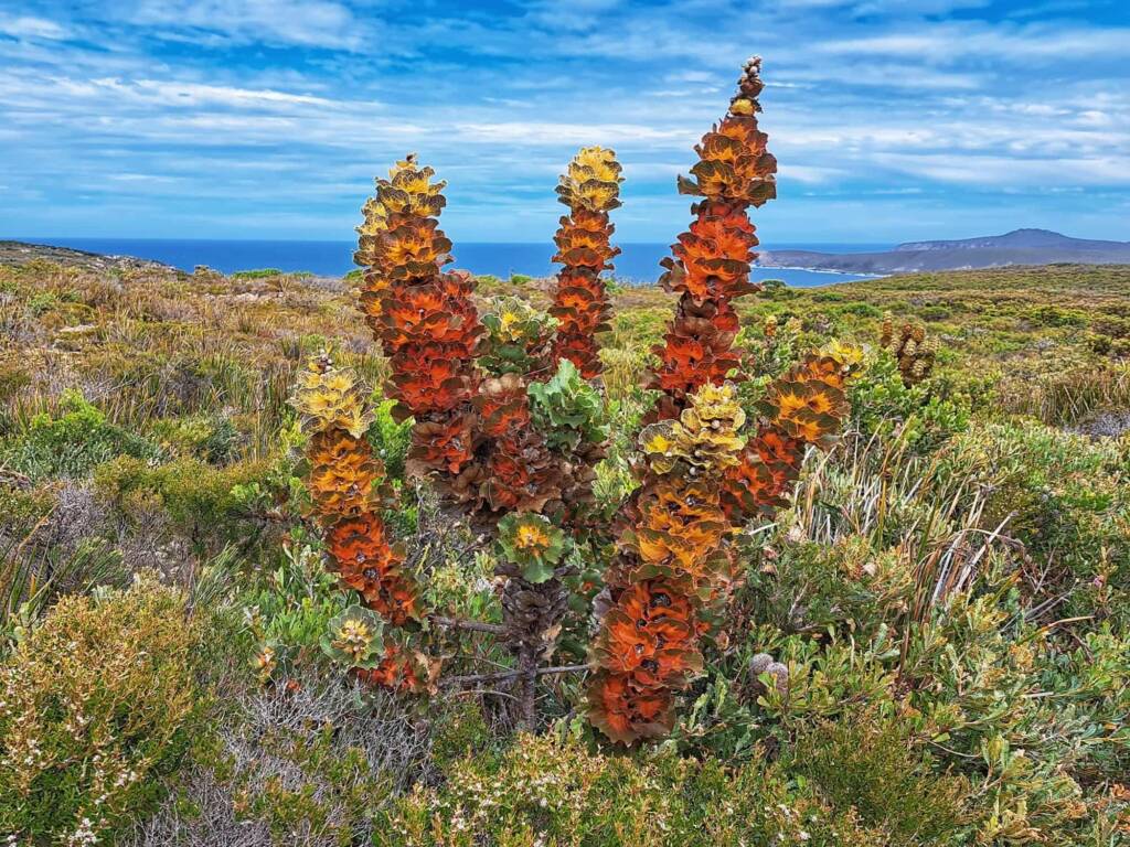 Hakea victoria (Royal Hakea), Hopetoun, Fitzgerald River National Park WA © Terry Dunham