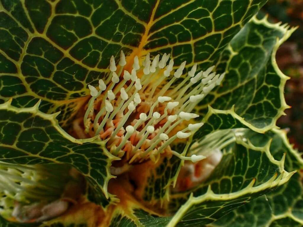 Hakea victoria (Royal Hakea), Hopetoun, Fitzgerald River National Park WA © Terry Dunham