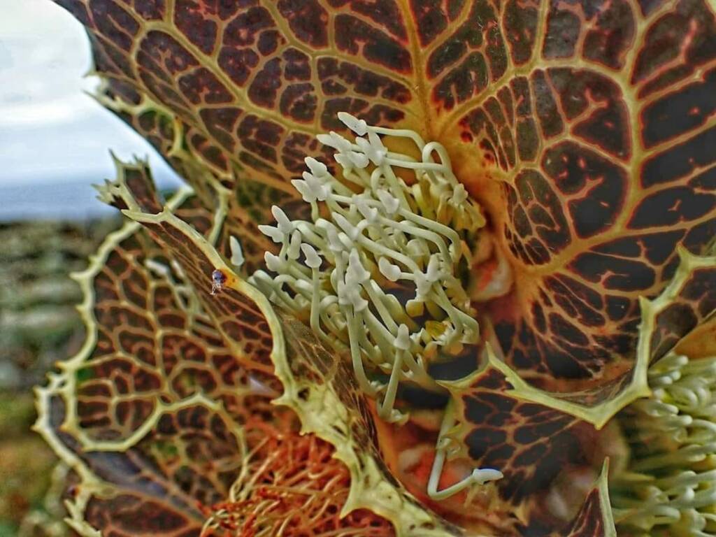 Hakea victoria (Royal Hakea), Hopetoun, Fitzgerald River National Park WA © Terry Dunham