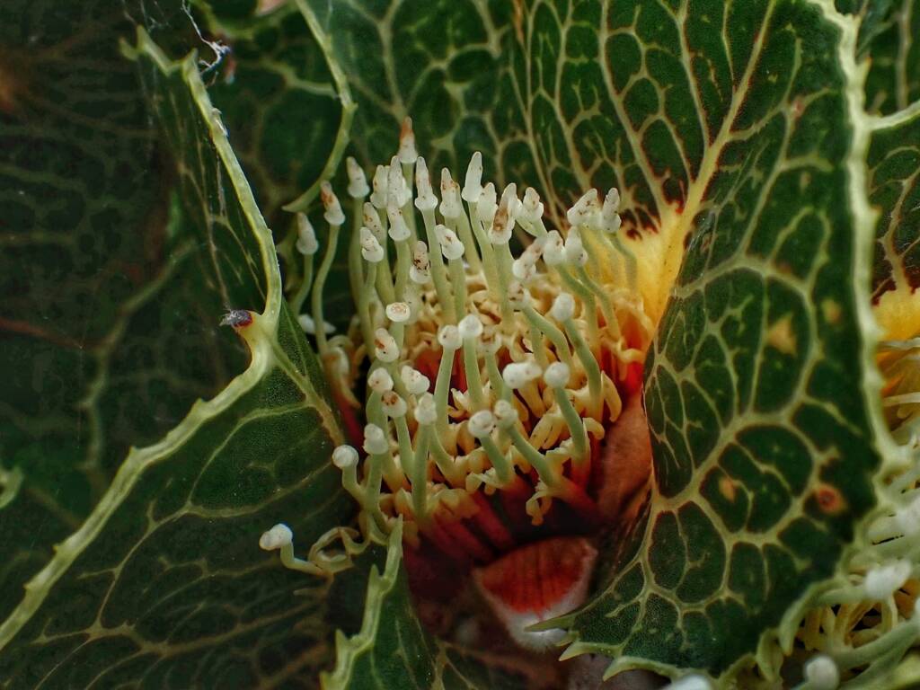 Hakea victoria (Royal Hakea), Hopetoun, Fitzgerald River National Park WA © Terry Dunham