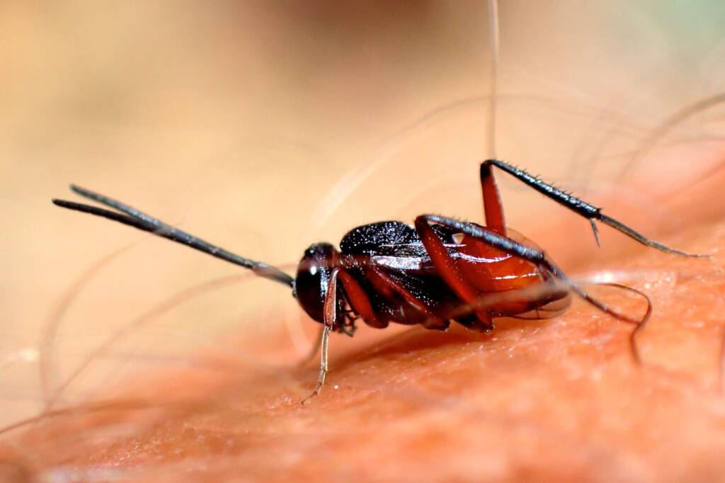 Hatchet Wasp (family Evaniidae, genus Szepligetiella), Geraldton, Midwest WA © Gary Taylor