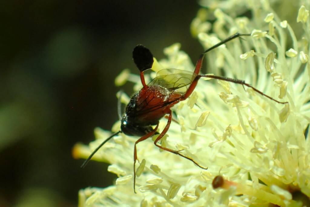 Hatchet Wasp (Szepligetiella sp), Geraldton, Midwest WA © Gary Taylor
