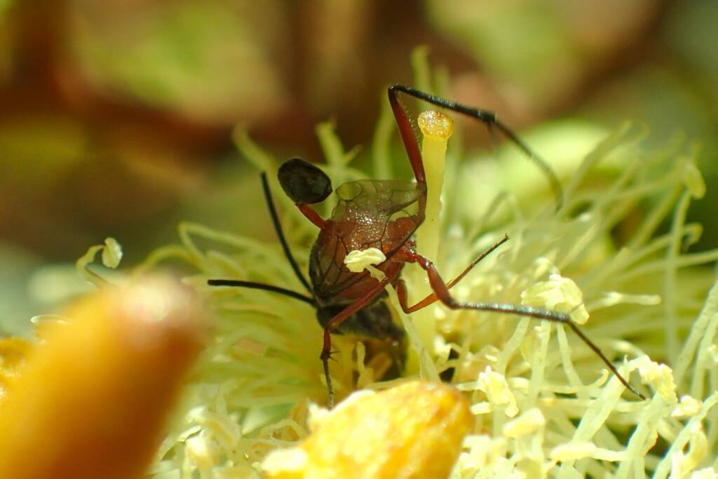 Hatchet Wasp (Szepligetiella sp), Geraldton, Midwest WA © Gary Taylor