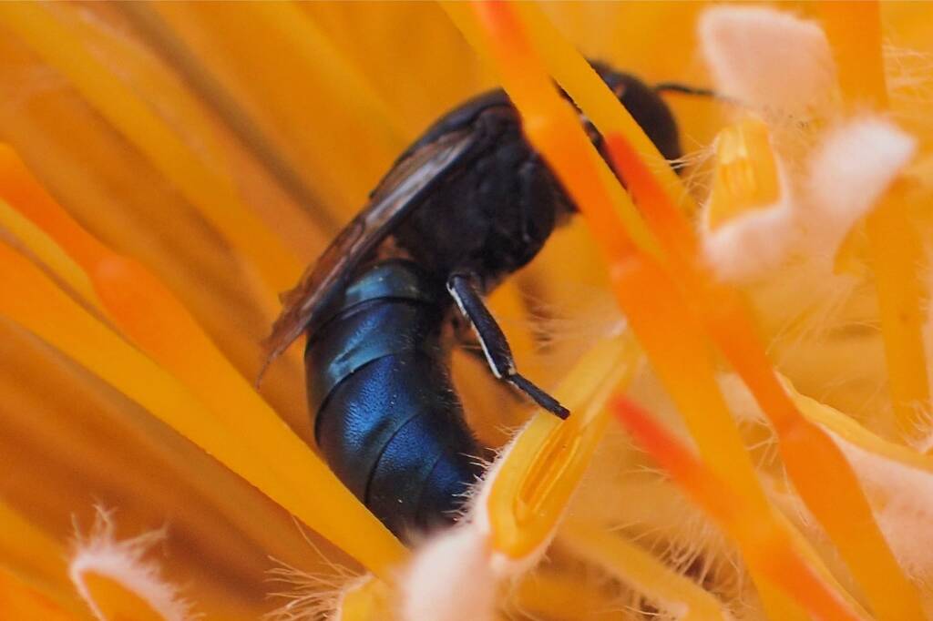 Hylaeus (Macrohylaeus) alcyoneus (female), Midwest WA © Gary Taylor