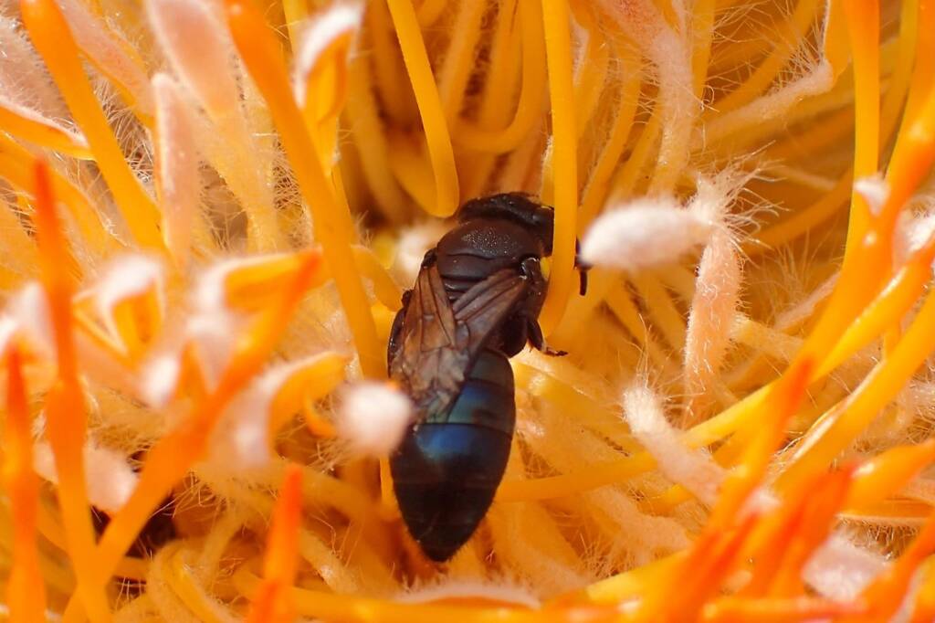 Hylaeus (Macrohylaeus) alcyoneus (female), Midwest WA © Gary Taylor