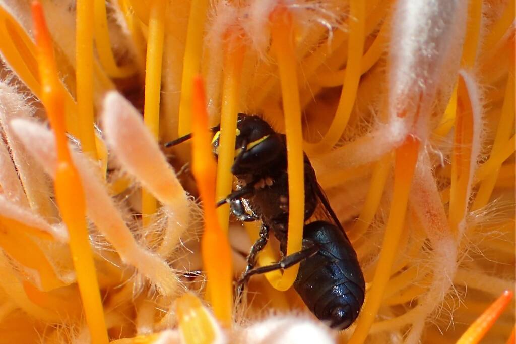 Hylaeus (Macrohylaeus) alcyoneus (female), Midwest WA © Gary Taylor